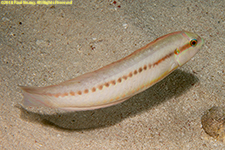 slippery dick